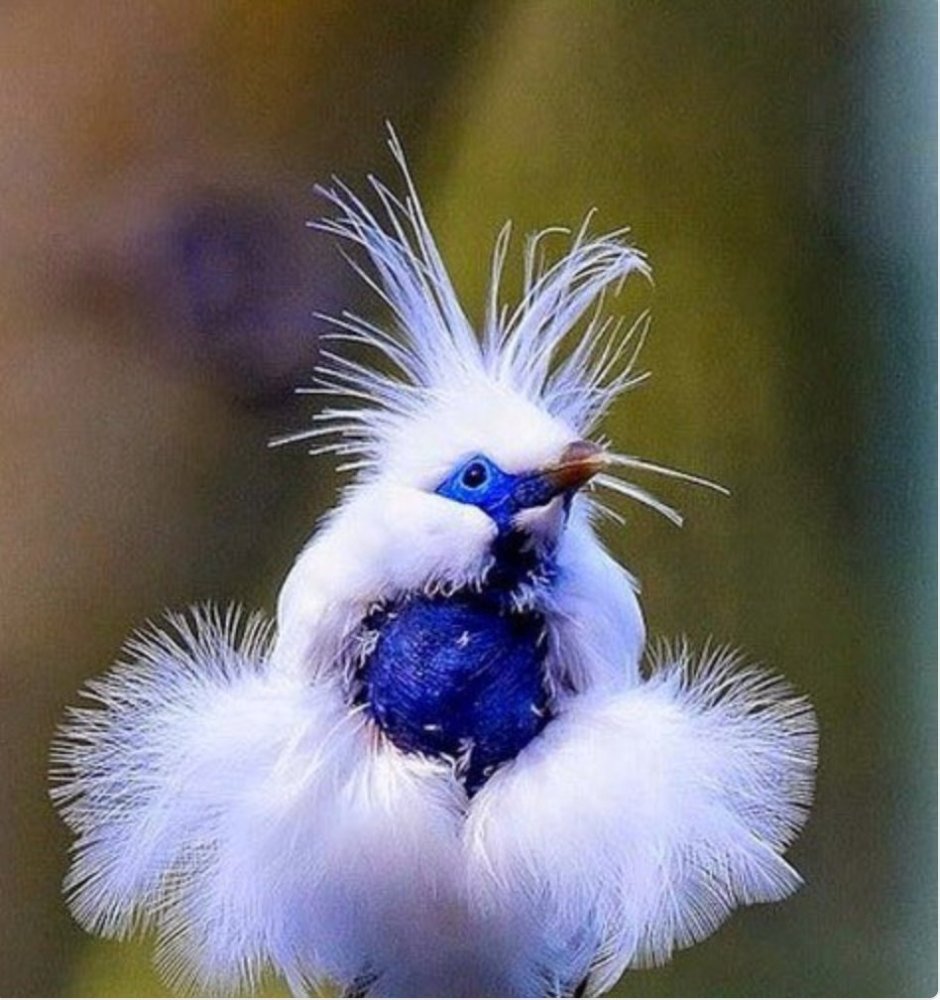 Балийский скворец