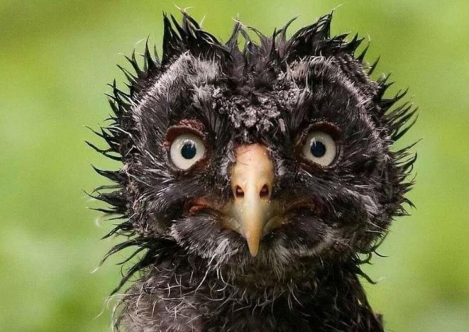 Смешные птицы