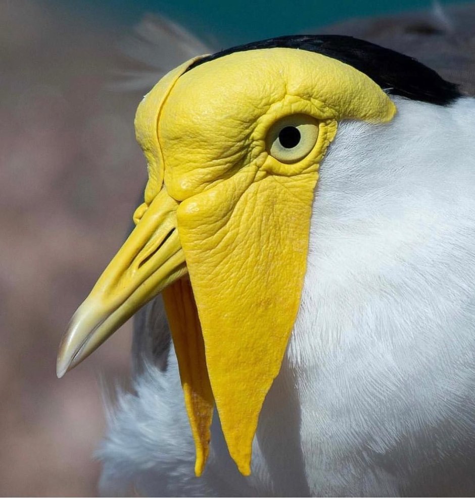 Птица с массивным клювом