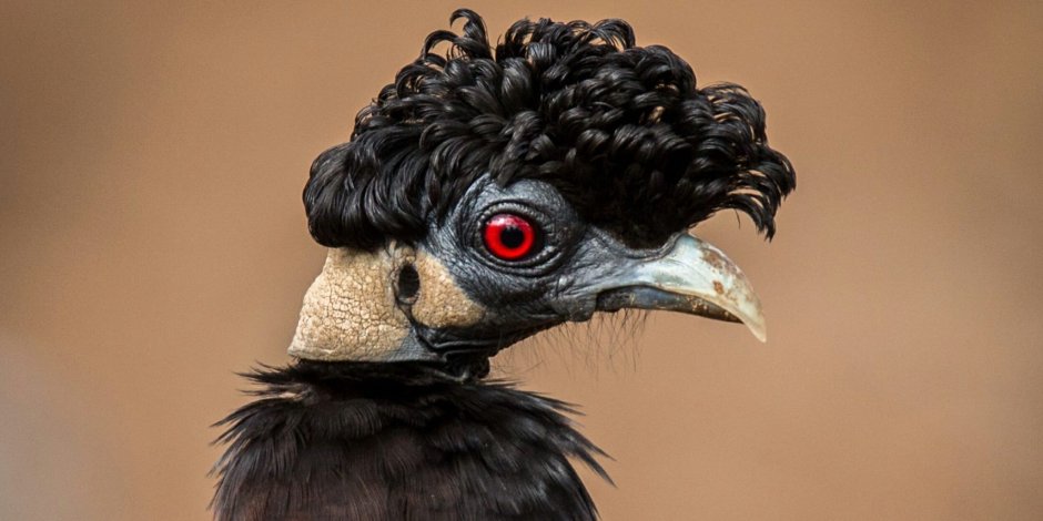 Хохлатая цесарка цесарка