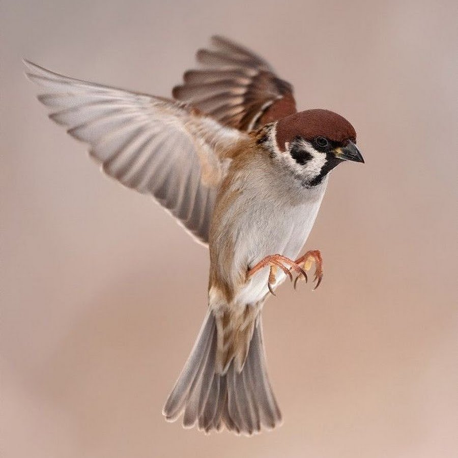 Воробей в полете