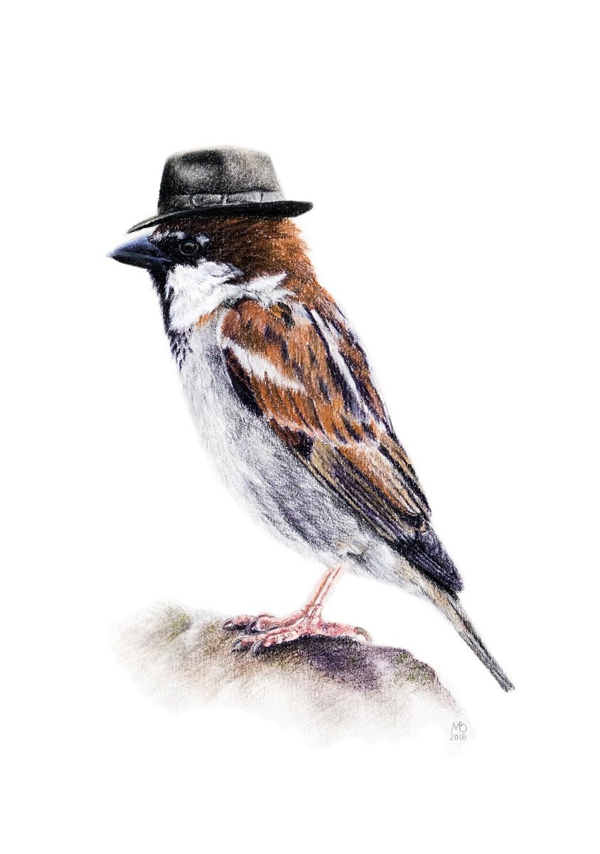 Н.Сладков Воробей в шляпе