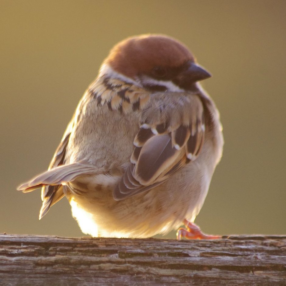 Южноафриканский Воробей