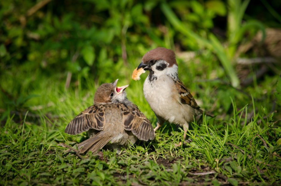 Домовый Воробей слеток