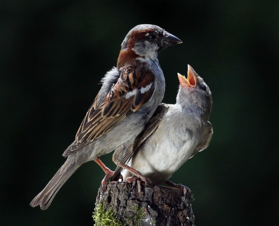 Птица Воробей