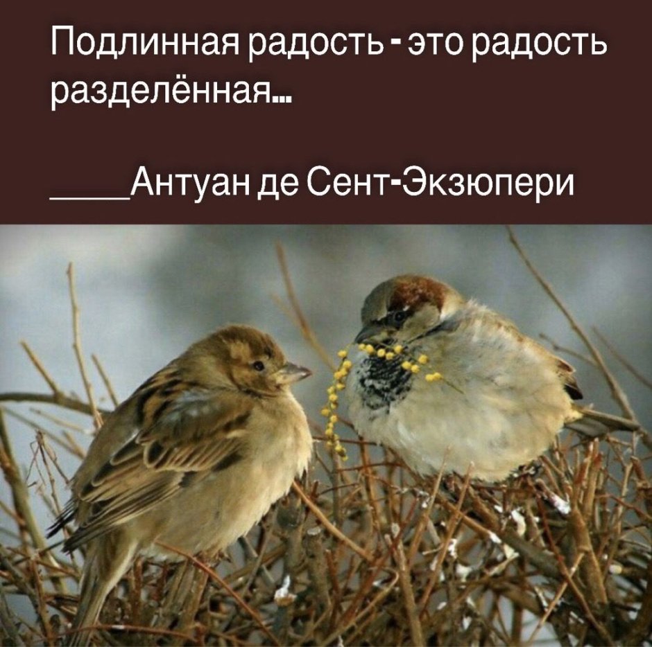 Воробьи весной