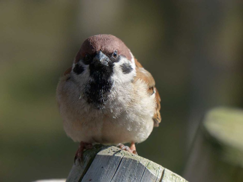Австралийский Воробей