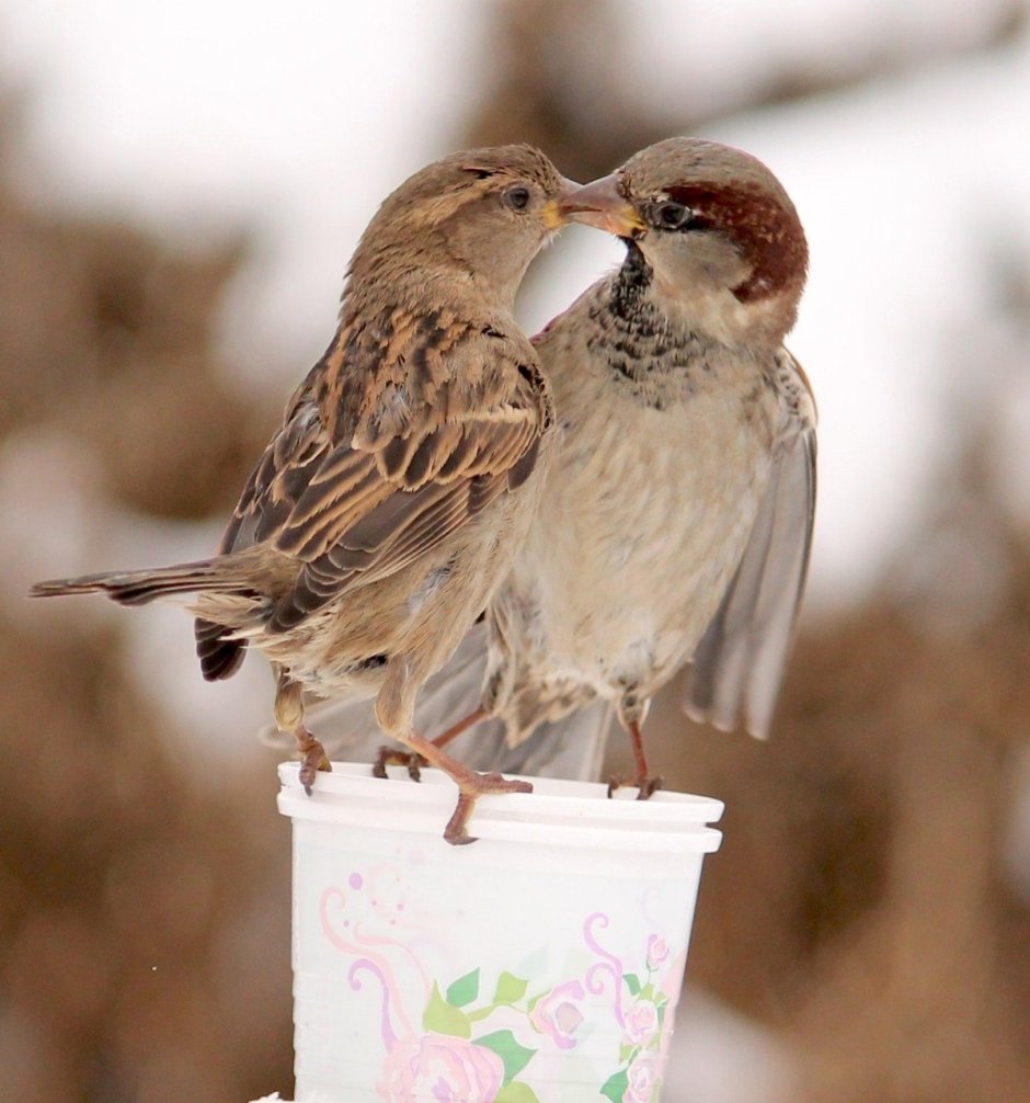 Воробей зимой