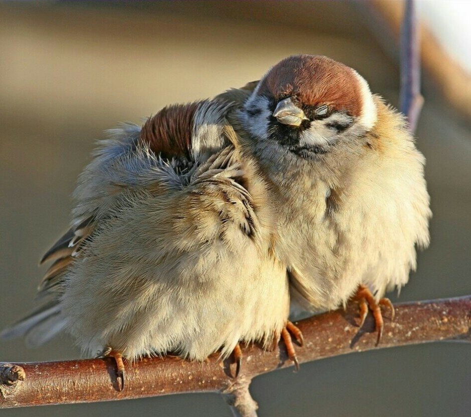 Птичка Воробей