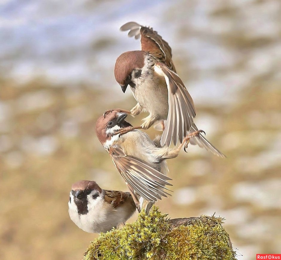 Воробьи любовь