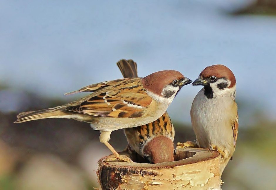 Веселый Воробей