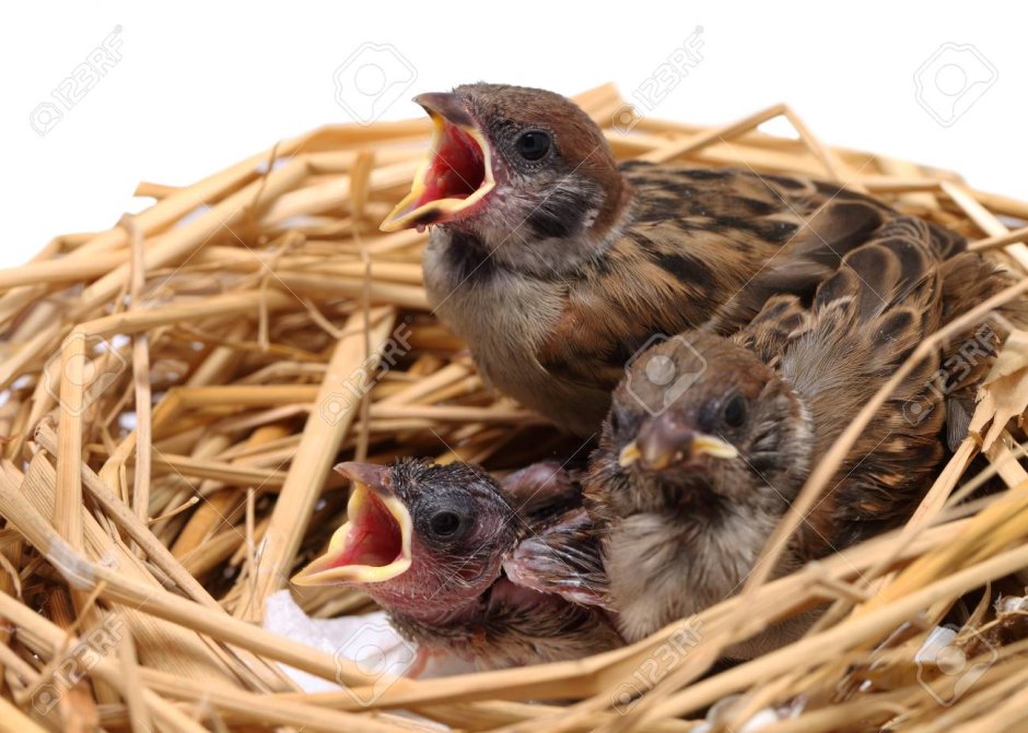 Цыплята Воробьев