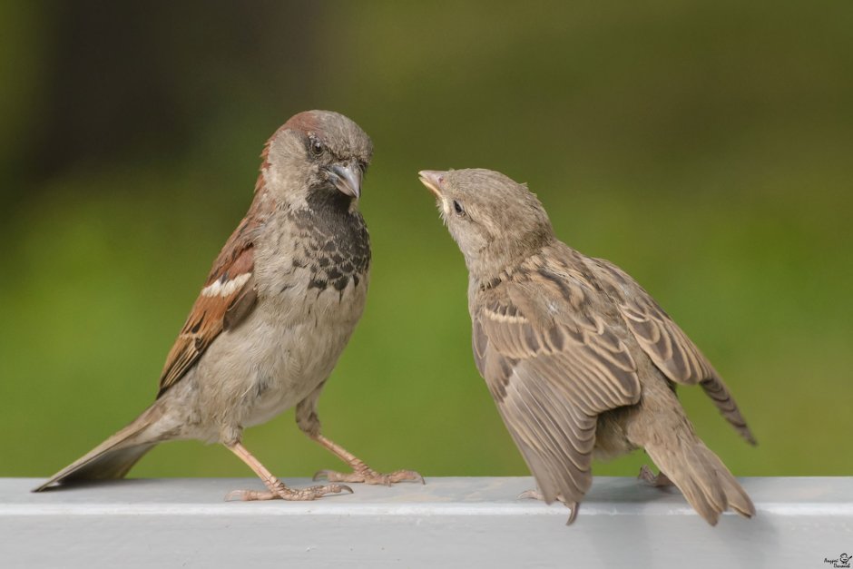 Розовый Воробей