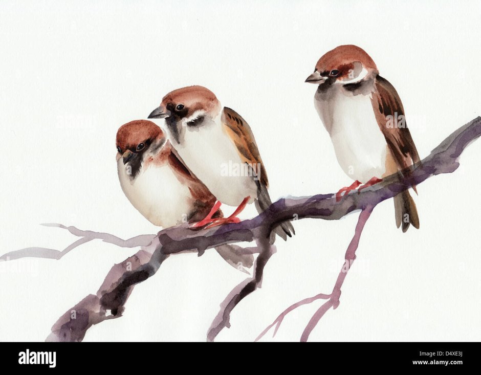 Воробей на ветке для детей