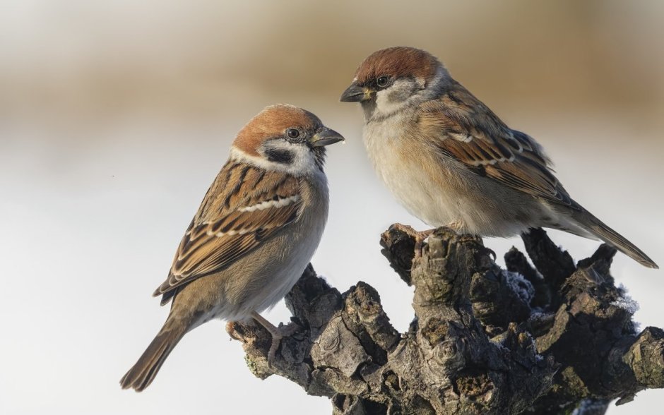 Воробей картинка для детей