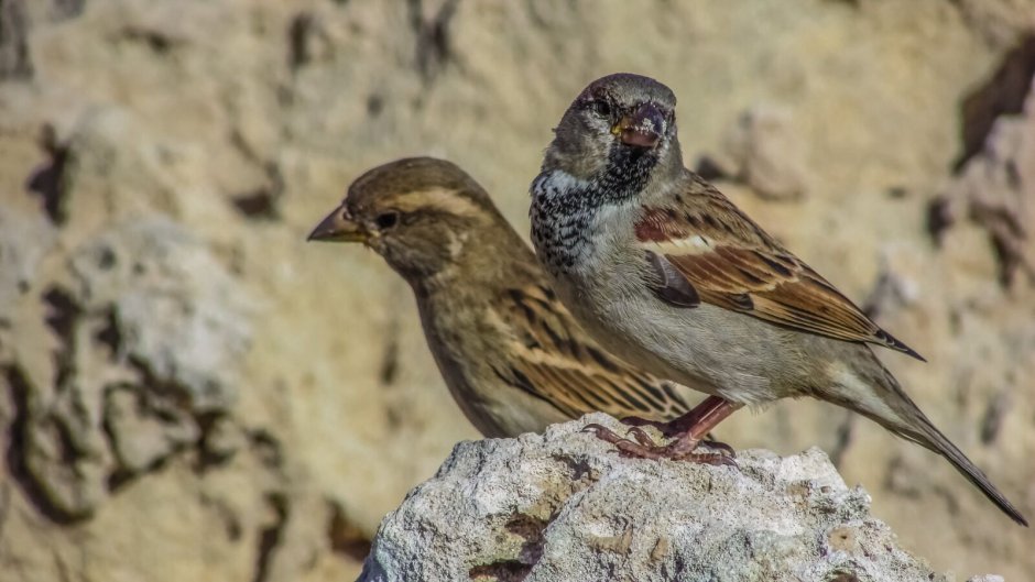 Уличный певец Сетон-Томпсон