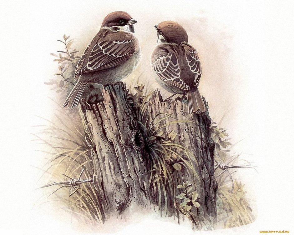 Две птицы на ветке