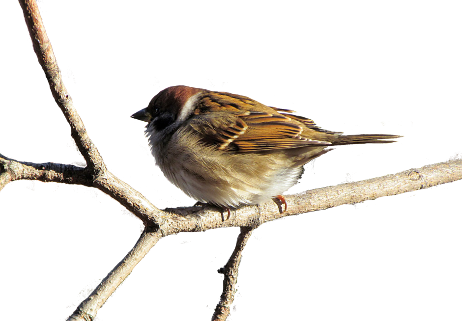 Воробей на прозрачном фоне