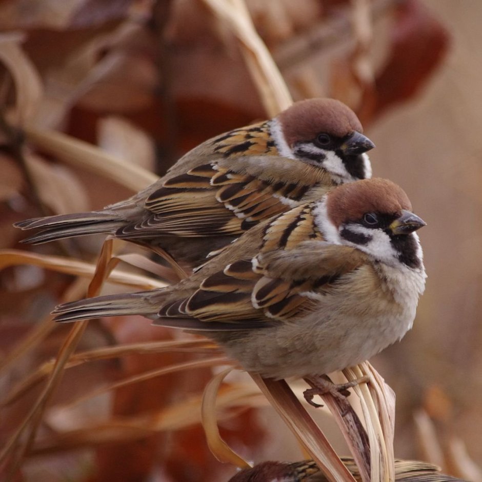 Южноафриканский Воробей
