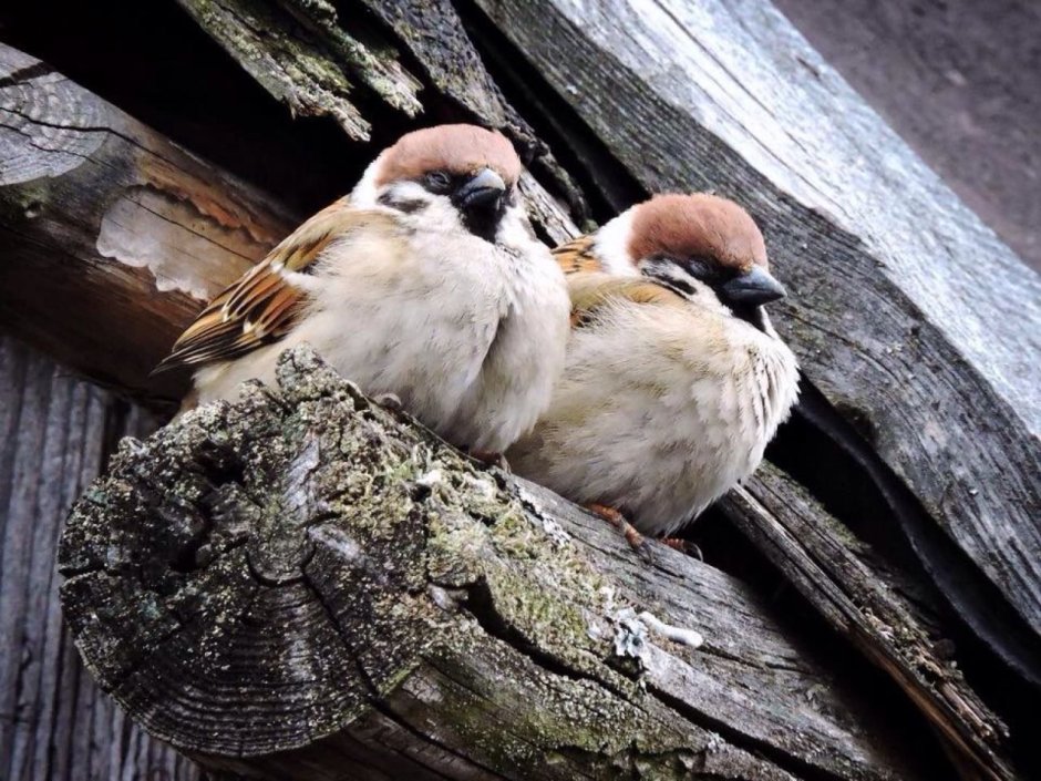 Гнездо воробья