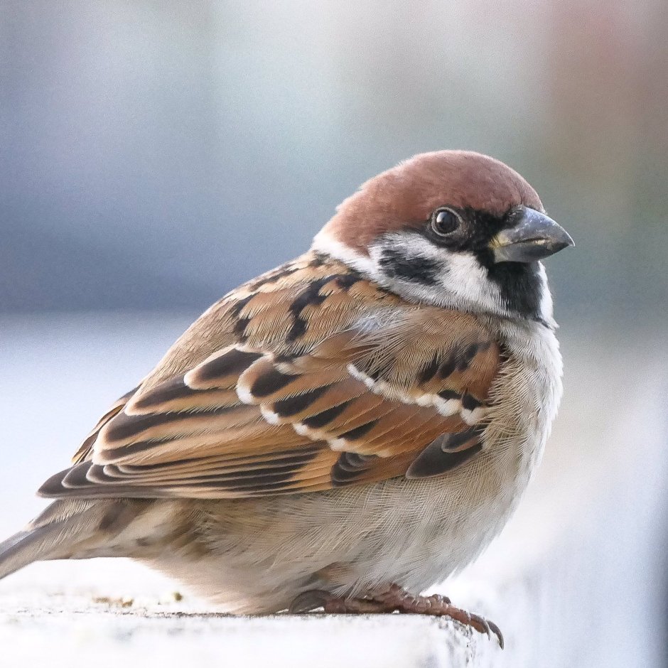 Воробей референс