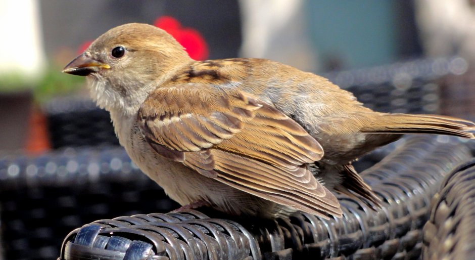 Голова воробья