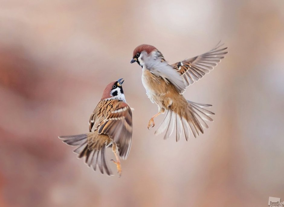 Воробей улетает