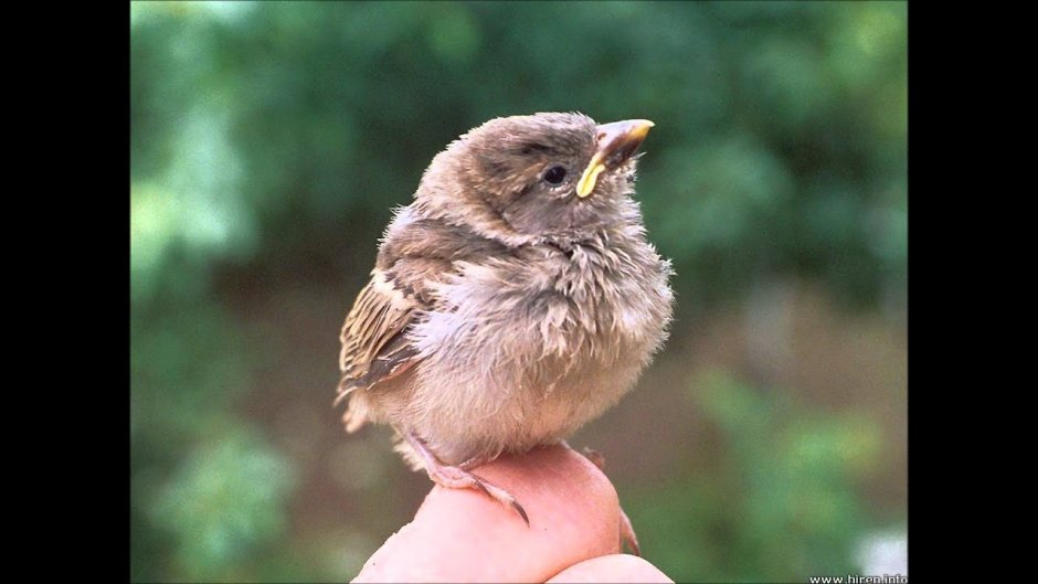 Домовый Воробей птенец