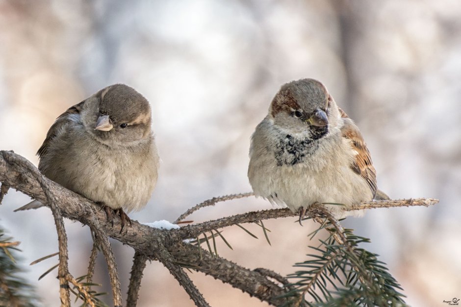 Необычные воробьи