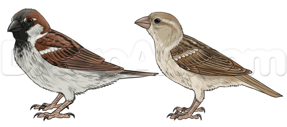 Домовой Воробей на белом фоне