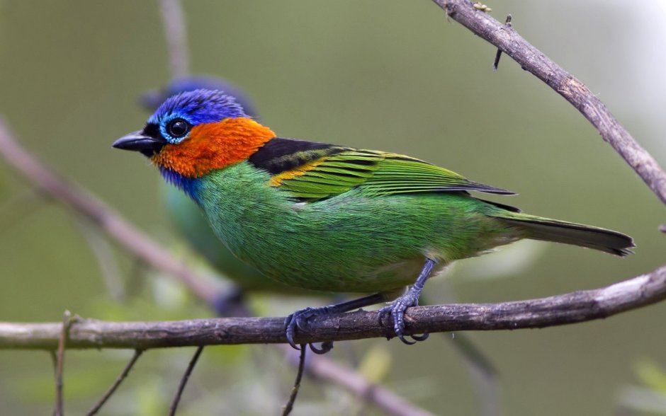 Garrulax canorus