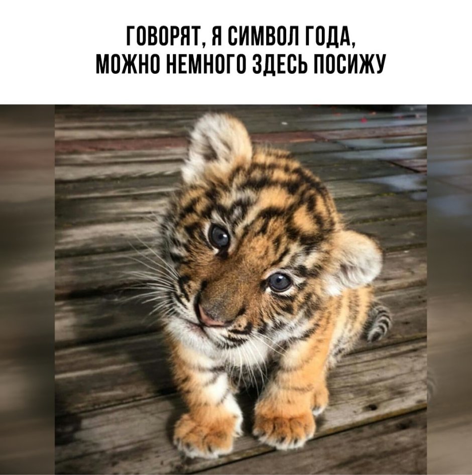Маленький Амурский Тигренок