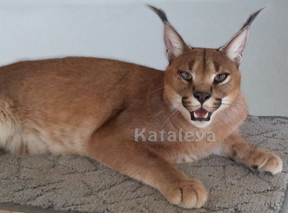 Каракал гибрид