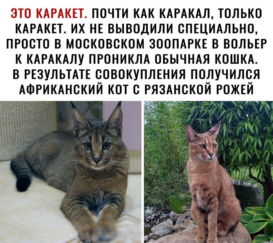 Каракал и абиссинец