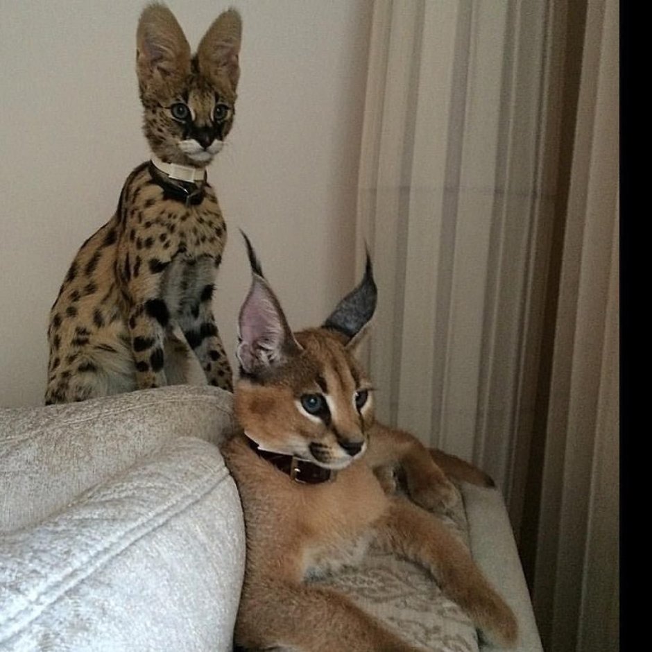 Кошка Рысь сервал