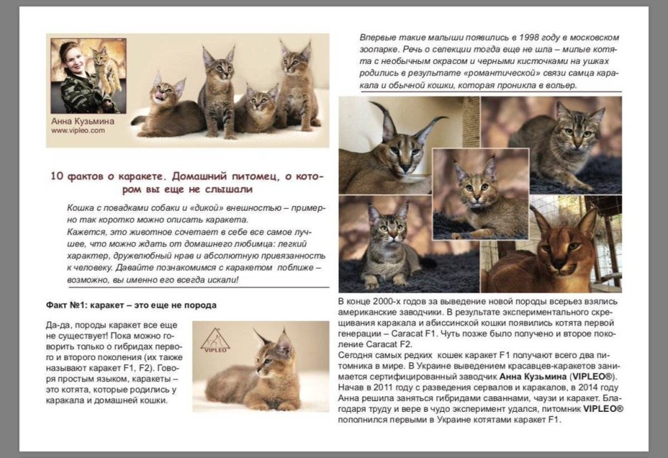 Гибрид каракала и кошки
