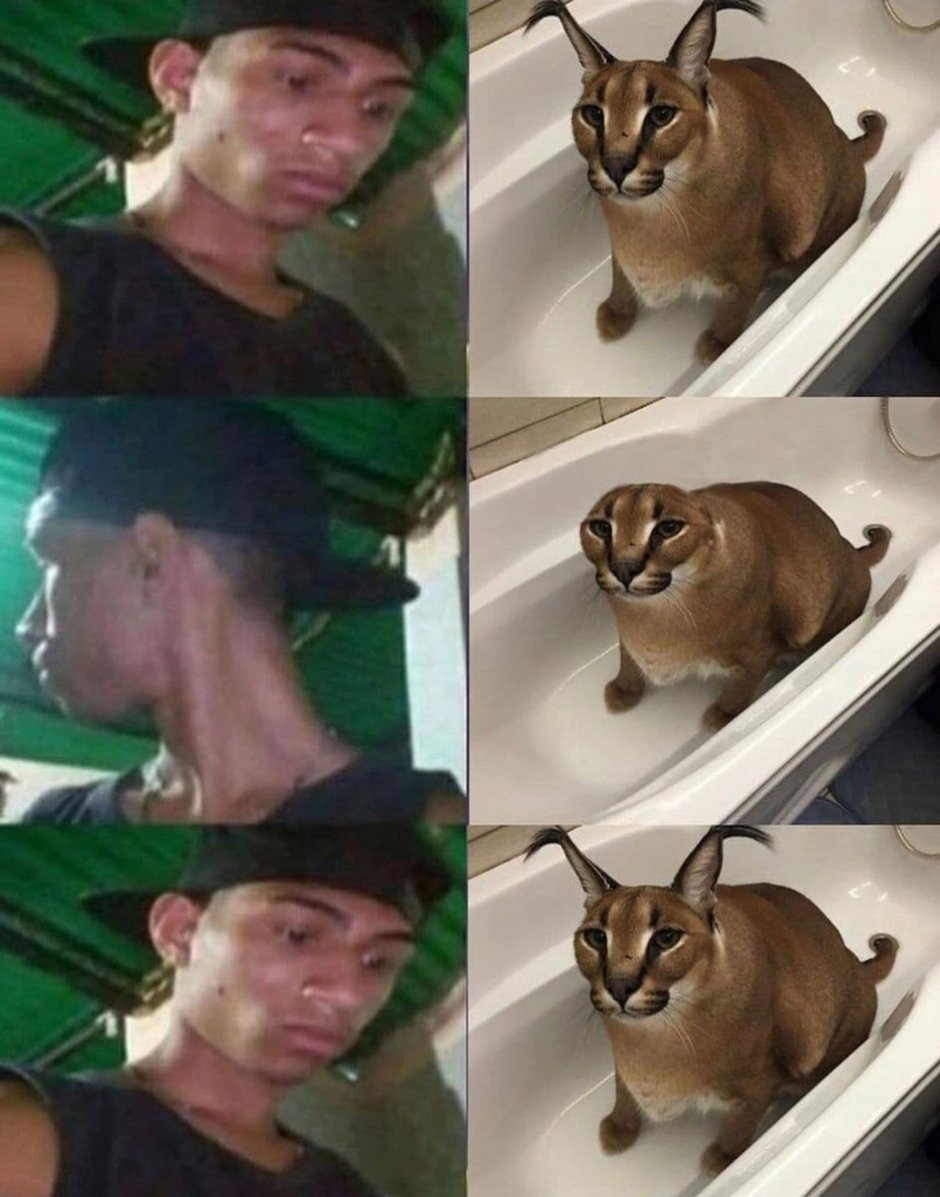 Каракал Мем