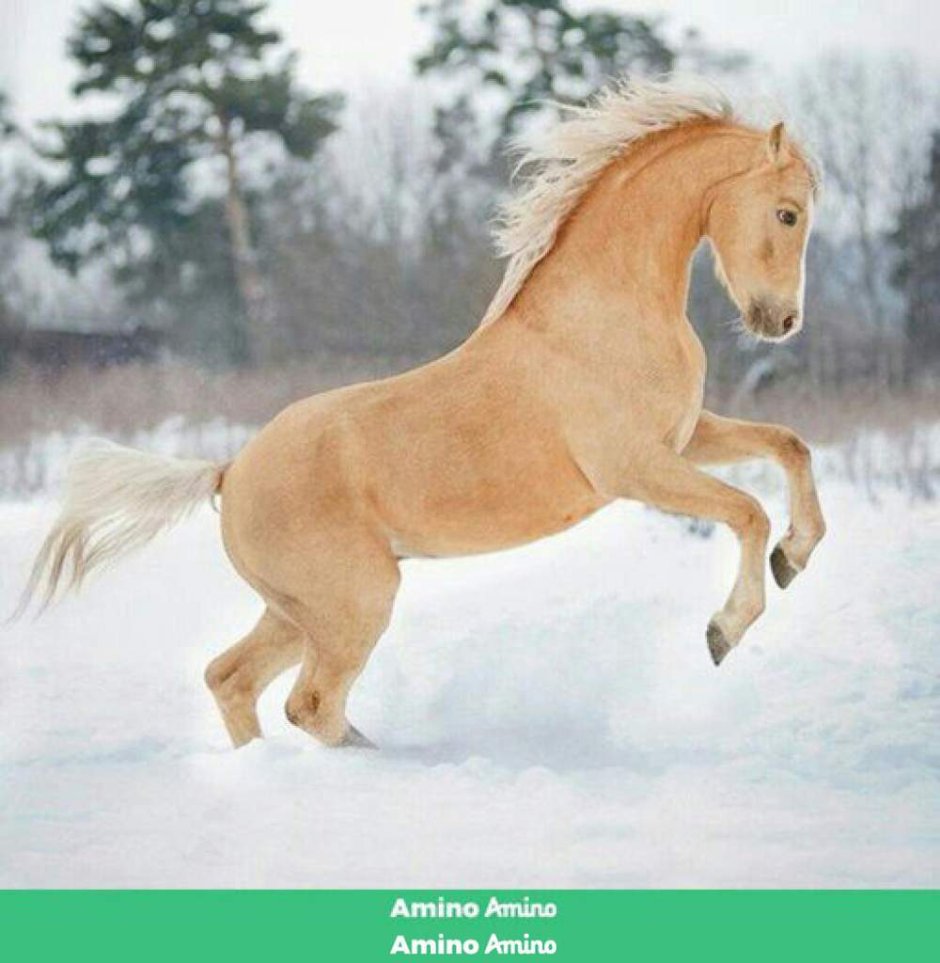 Лошади сезоны