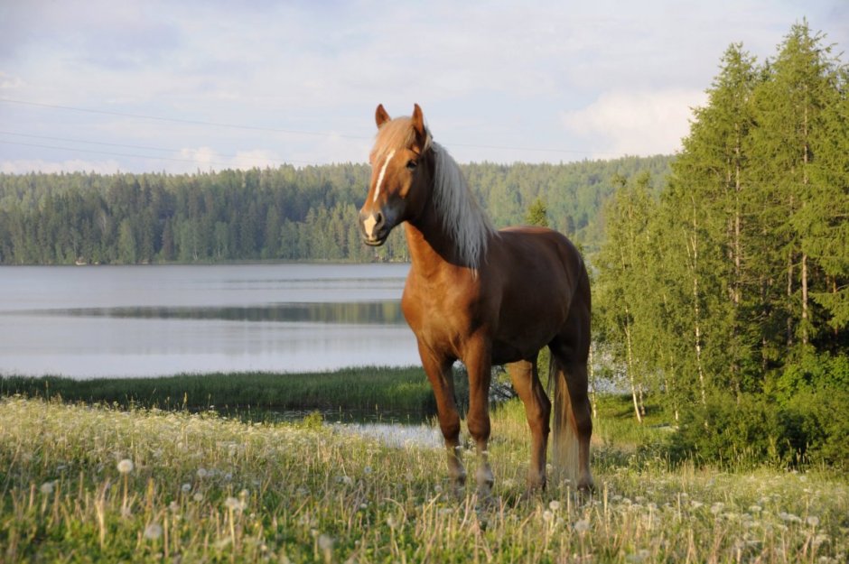 Финская лошадь