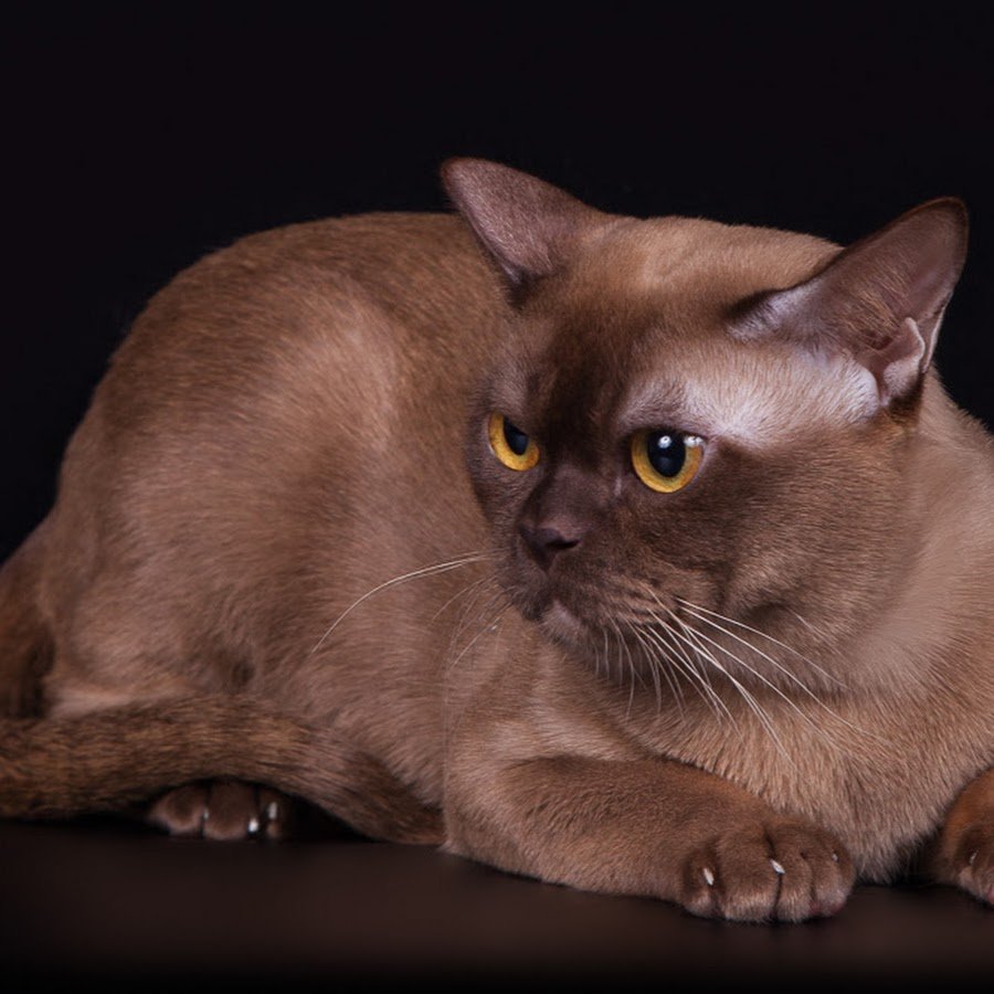 Бурманская кошка