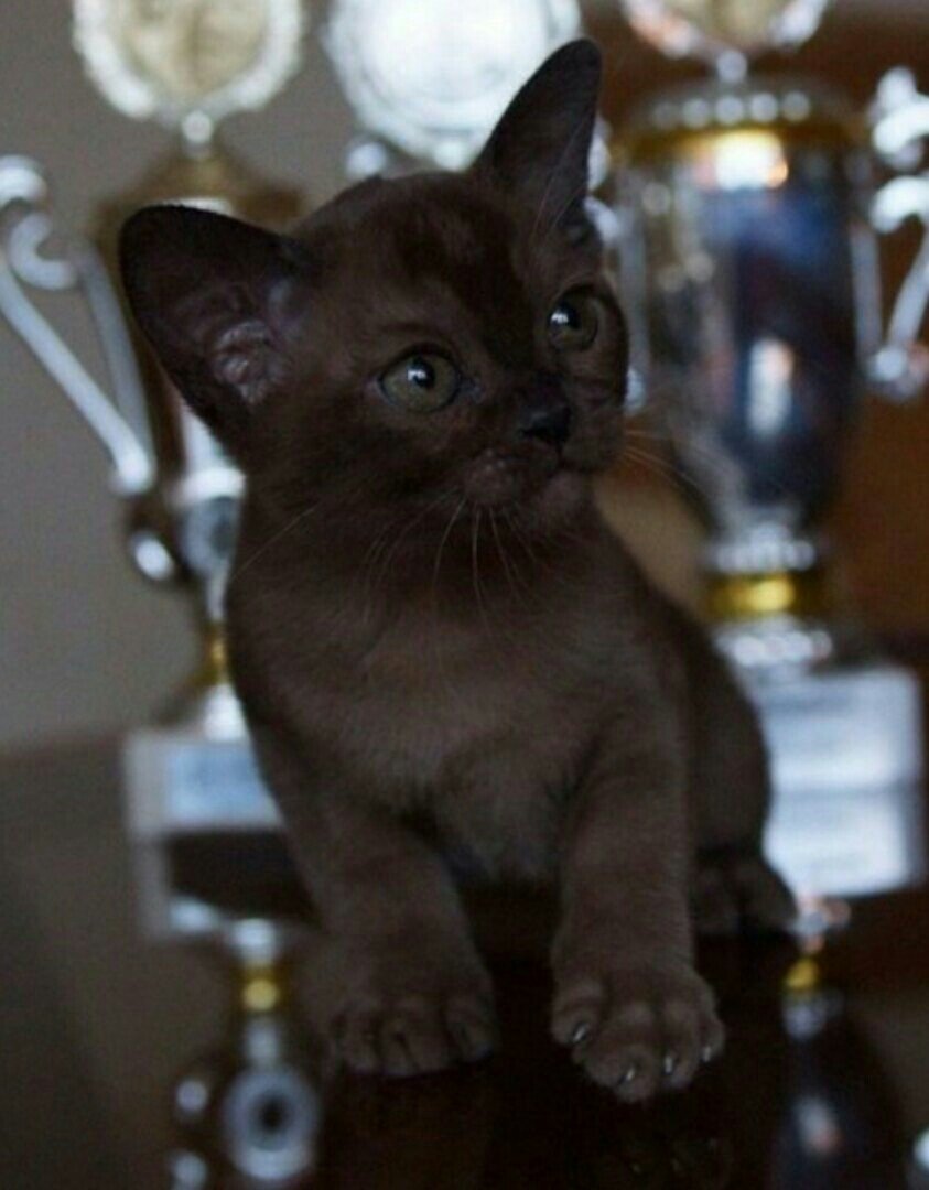 Бурманская кошка Соболь