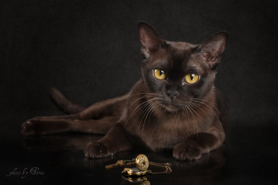 Бурманская кошка
