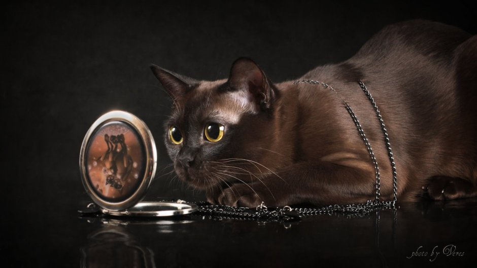 Европейская Бурманская кошка