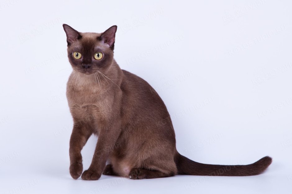 Американская Бурма Соболь