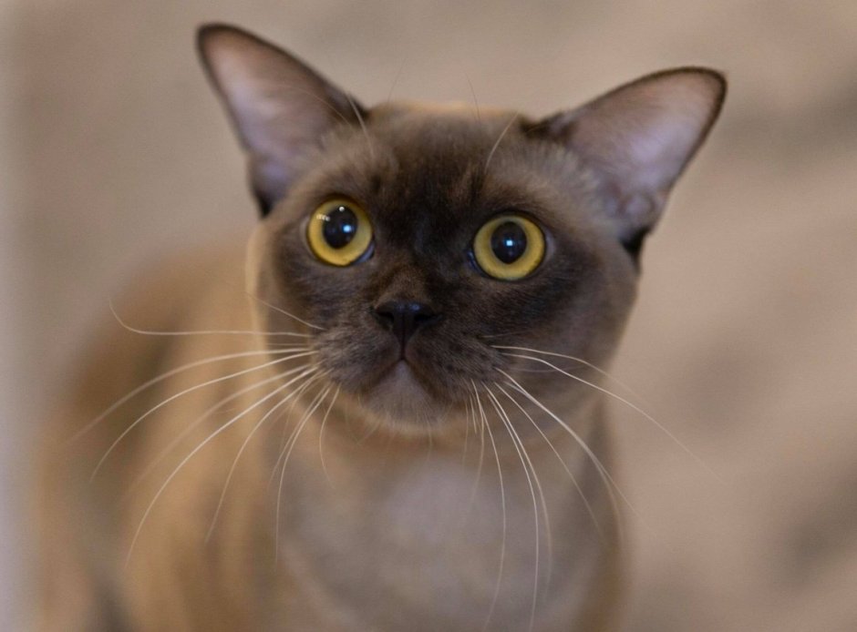 Бурманская кошка дома