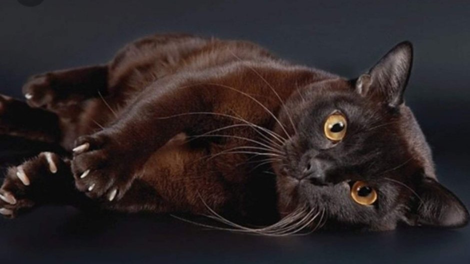 Бурманская короткошерстная кошка