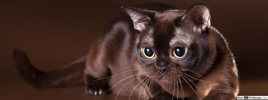 Бурма кошка