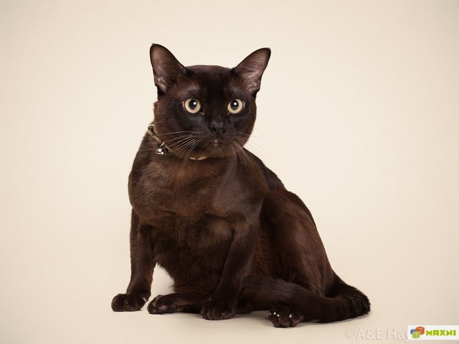 Шоколадный бурманский кот вязка