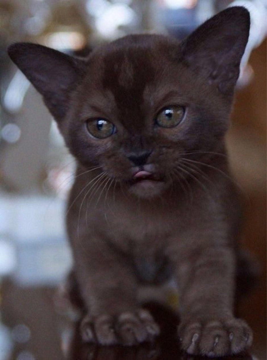 Бурманская кошка