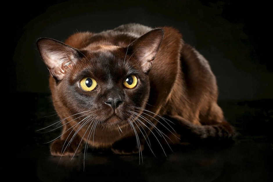 Бурманская шоколадная кошка